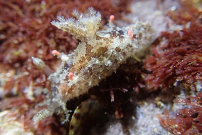 Plocamopherus ceylonicus - 台灣新北市貢寮區
