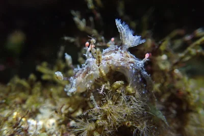 Plocamopherus ceylonicus - 228台灣新北市貢寮區