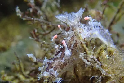 Plocamopherus ceylonicus - 228台灣新北市貢寮區