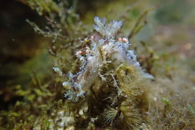 Plocamopherus ceylonicus - 228台灣新北市貢寮區