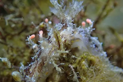 Plocamopherus ceylonicus - 228台灣新北市貢寮區