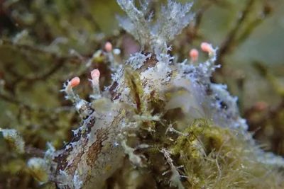 Plocamopherus ceylonicus - 228台灣新北市貢寮區