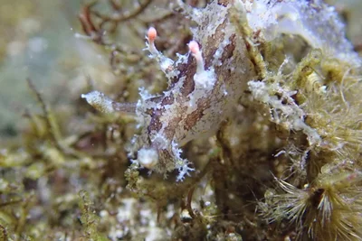 Plocamopherus ceylonicus - 228台灣新北市貢寮區