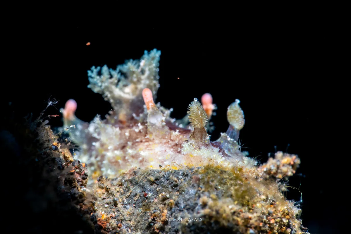 Plocamopherus ceylonicus - Karang Asem, ID-BA, ID