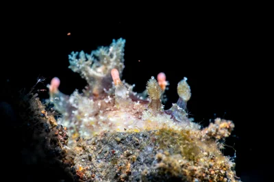 Plocamopherus ceylonicus - Karang Asem, ID-BA, ID