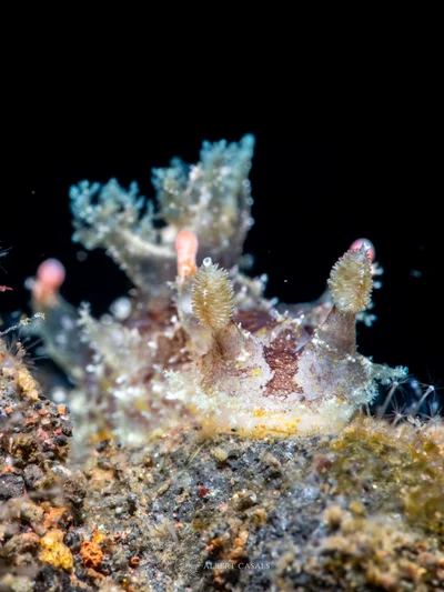Plocamopherus ceylonicus - Karang Asem, ID-BA, ID