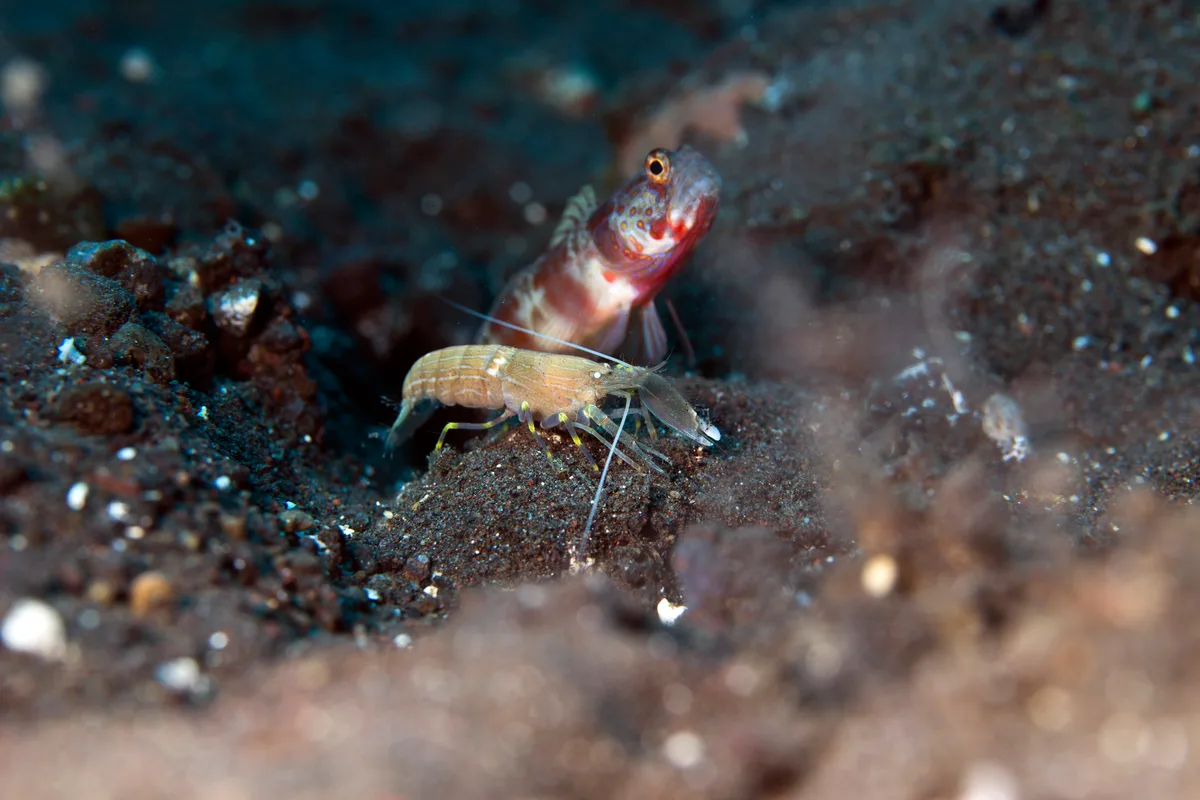 Fine-striped Shrimp