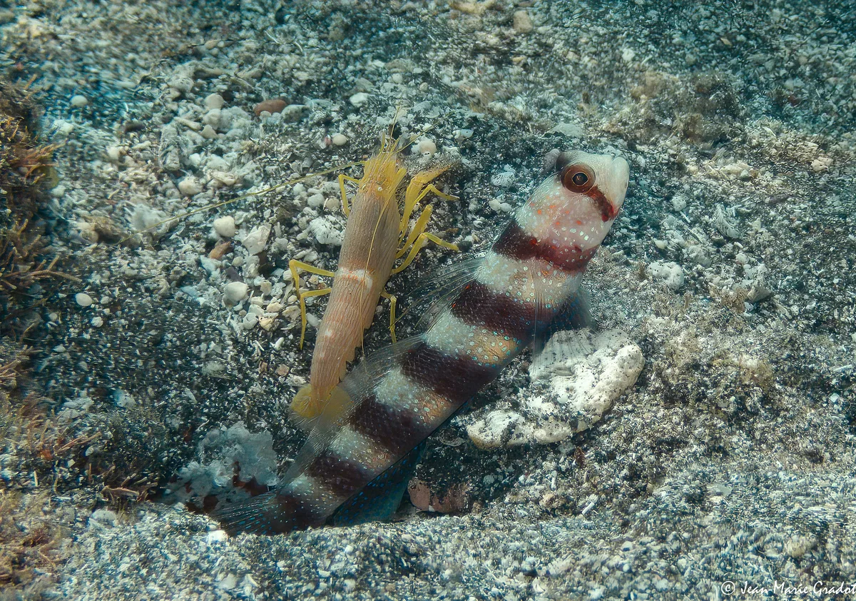 Fine-striped Shrimp