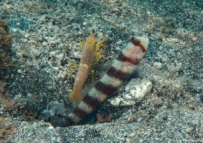 Fine-striped Shrimp