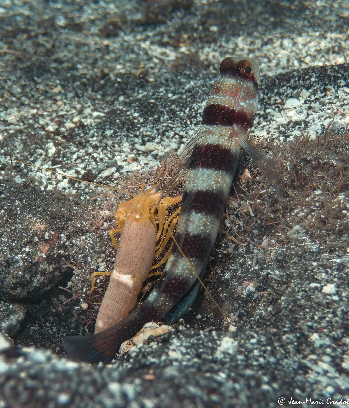 Fine-striped Shrimp