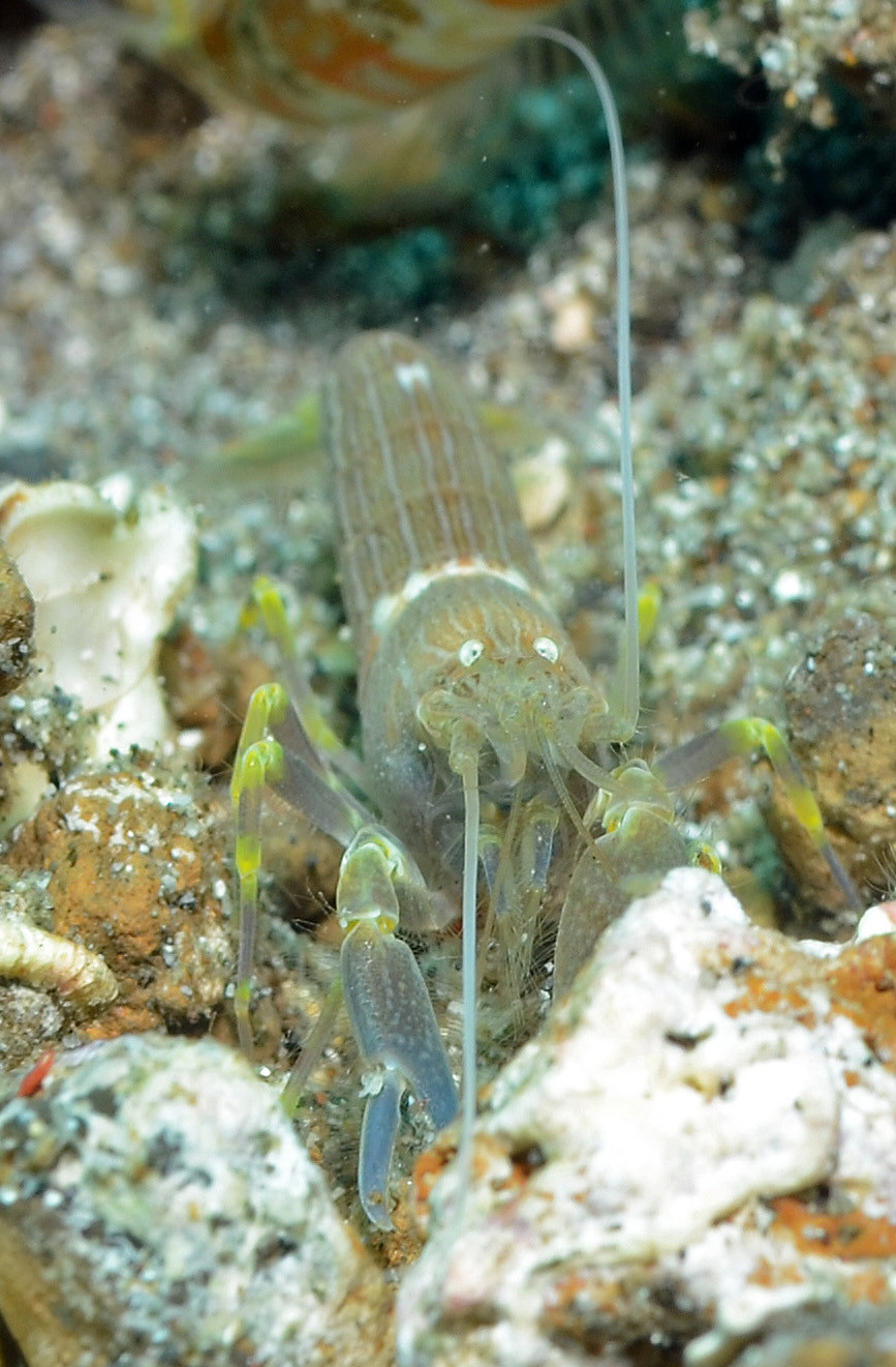 Alpheus ochrostriatus 12 1591