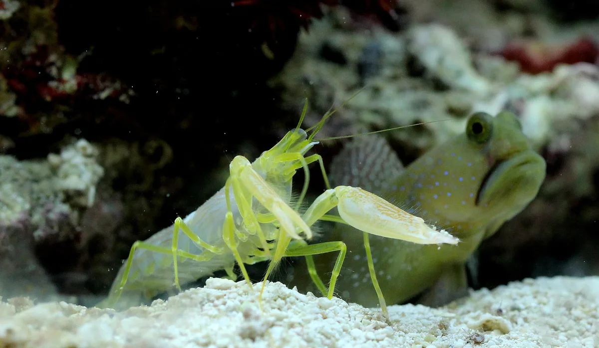 Cryptocentrus cinctus and Alpheus sp.