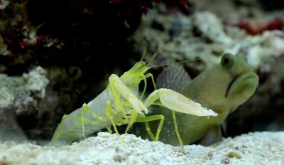 Cryptocentrus cinctus and Alpheus sp.