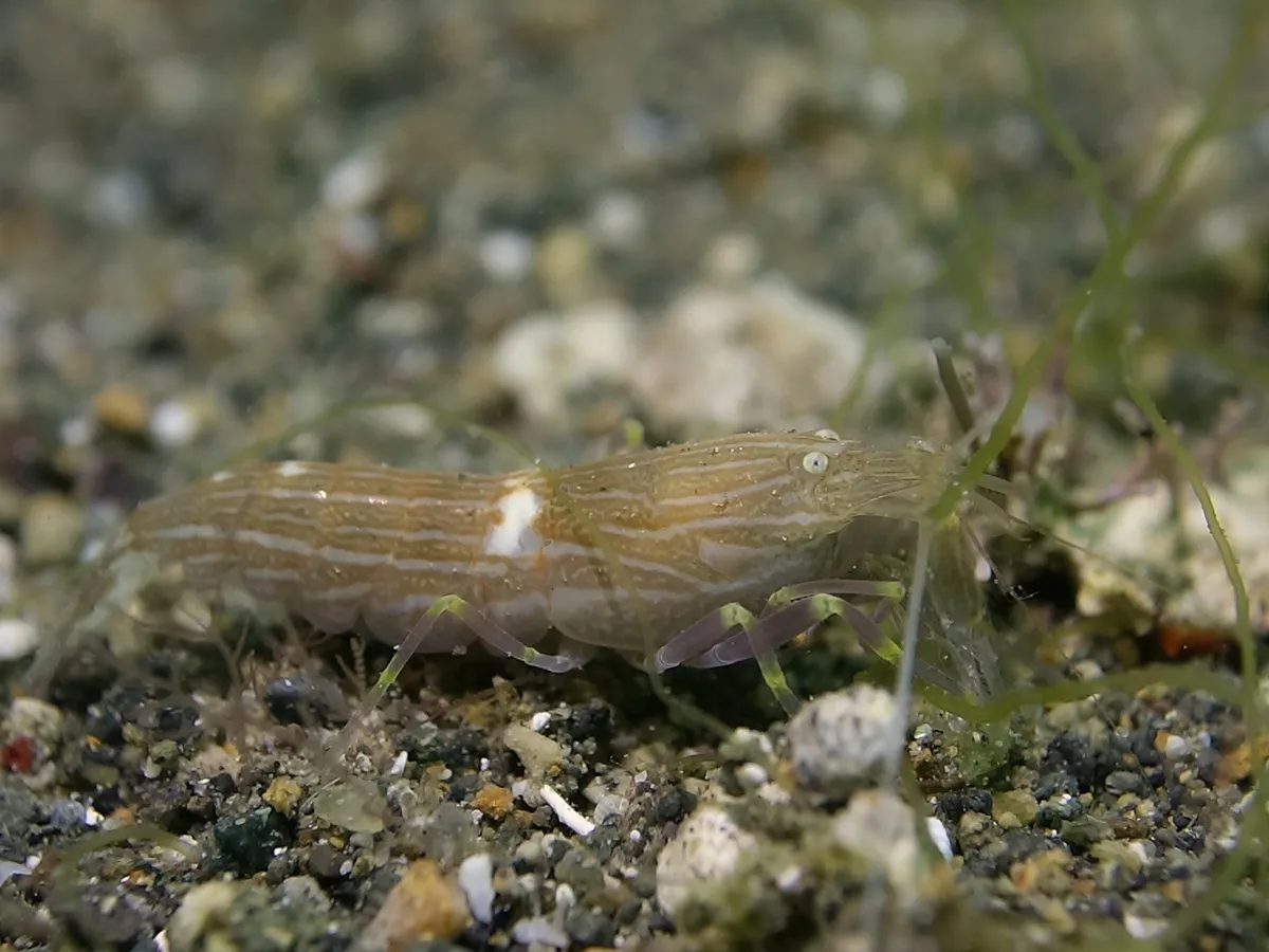 Alpheus ochrostriatus - Casa Escondida Anilao Resort & Dive Center, Mabini, Batangas, Philippines