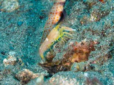 Alpheus ochrostriatus - Laclo, TP-MT, TL