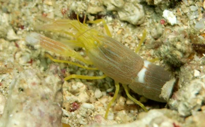 Alpheus ochrostriatus - Romblon, PH
