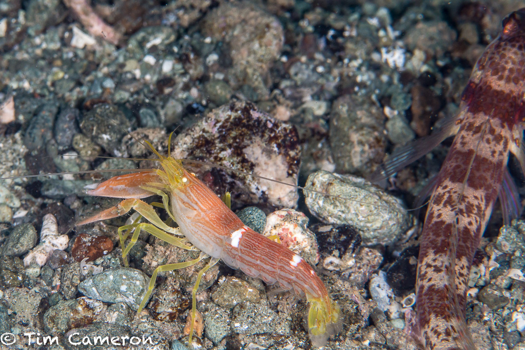 Alpheus ochrostriatus - Padre Burgos, Southern Leyte, Philippines