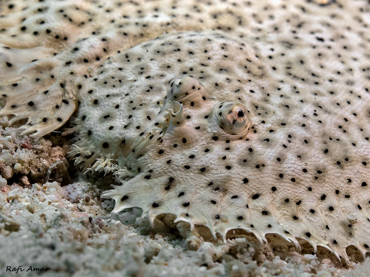 Finless Sole