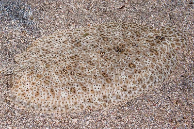 Finless Sole