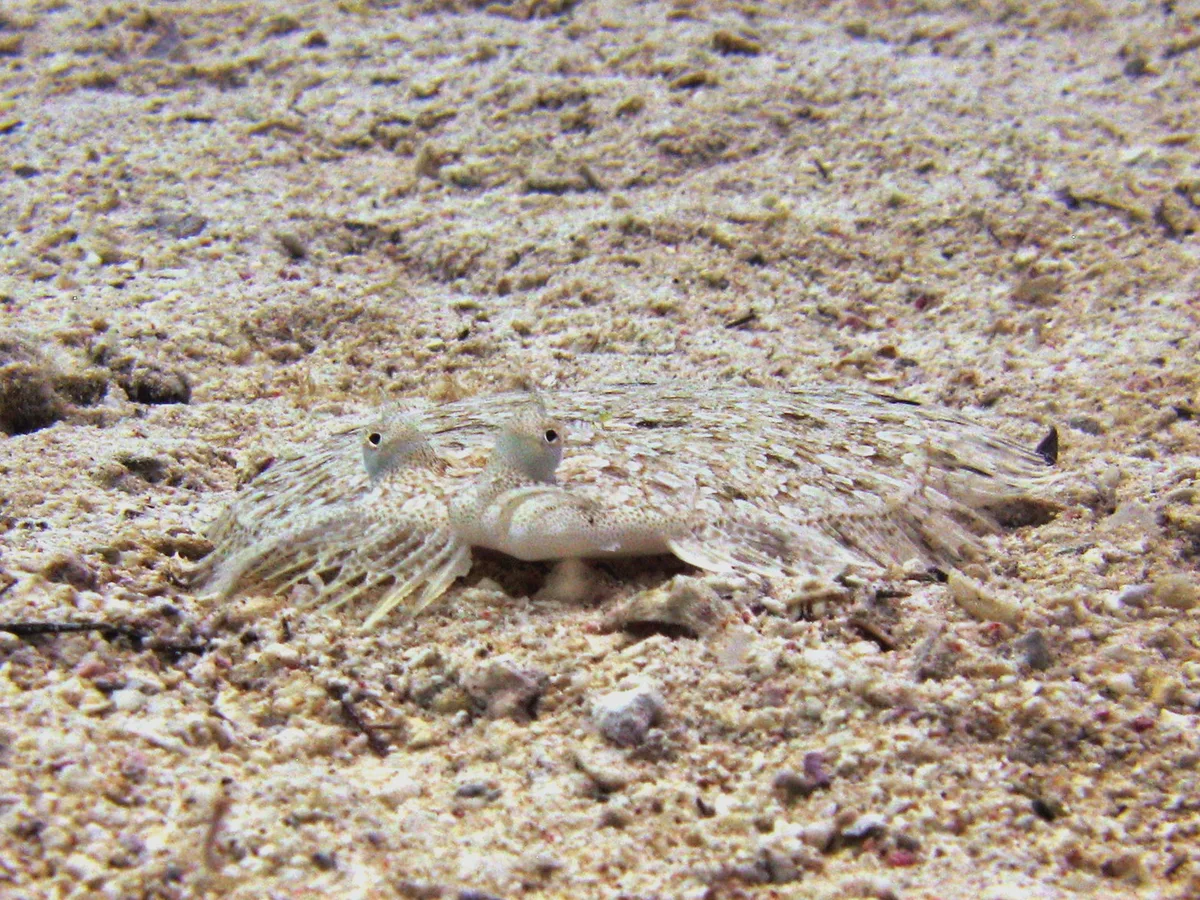 Finless Sole