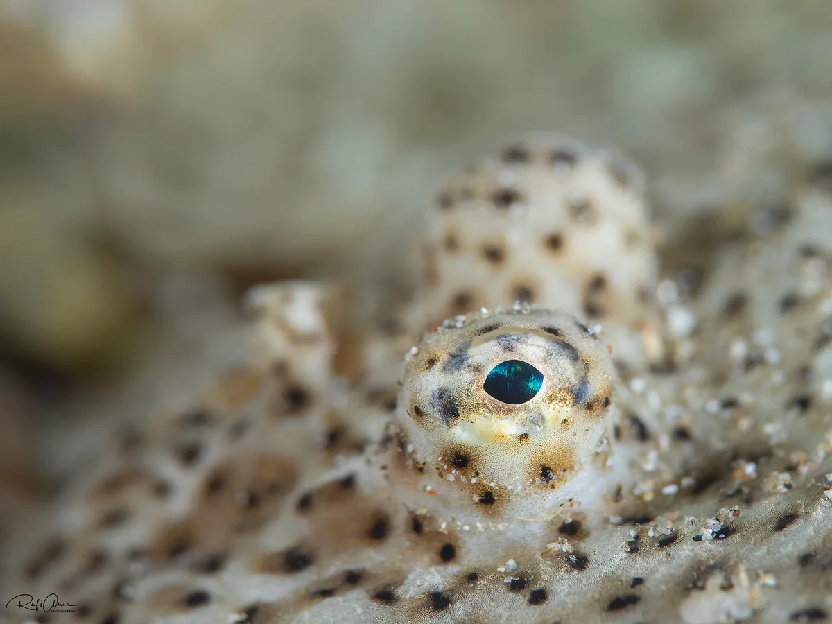 Red Sea Moses Sole - Pardachirus marmoratus