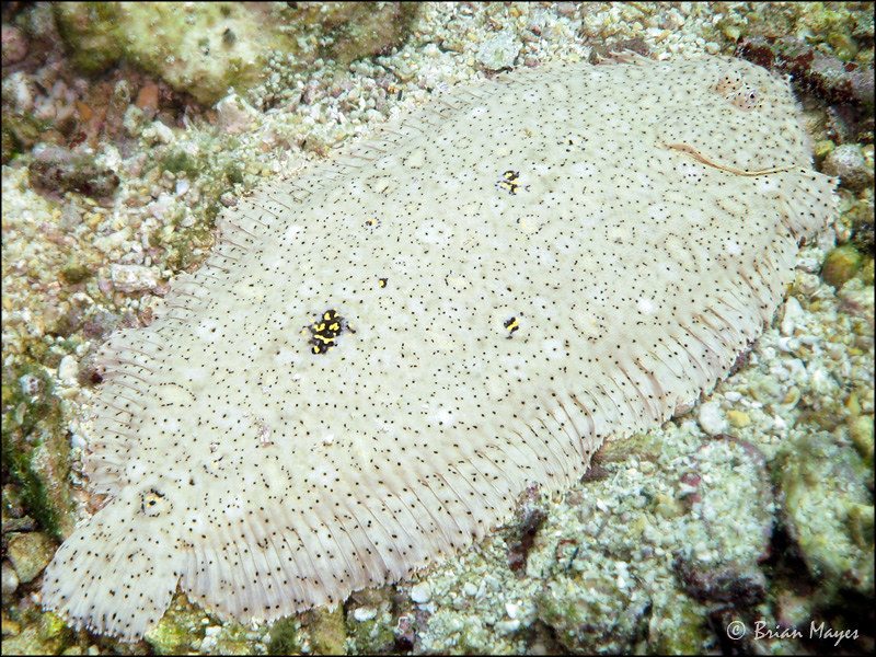 Moses Sole (Pardachirus marmoratus)