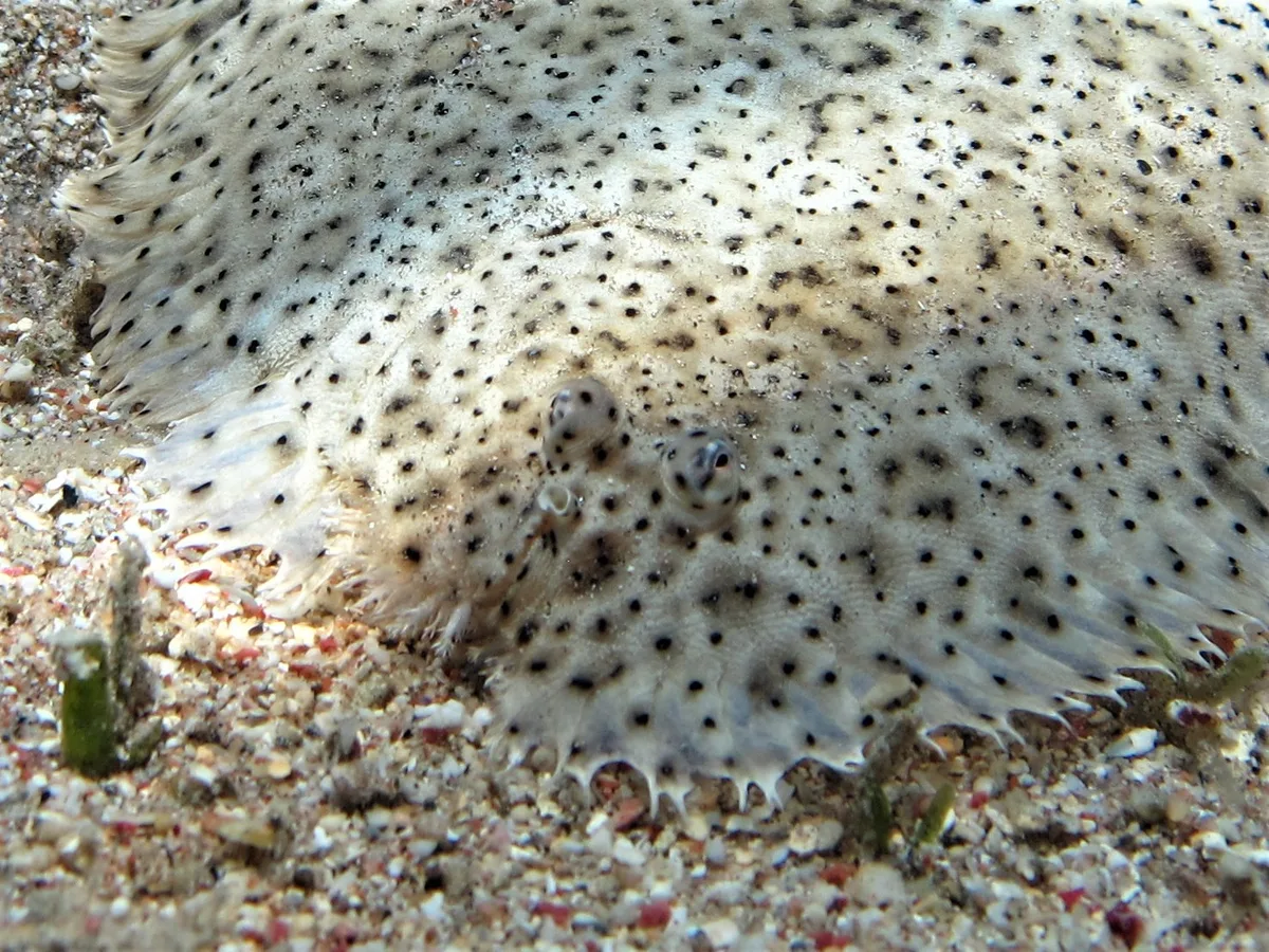 Moses-Seezunge (Pardachirus marmoratus) (1)