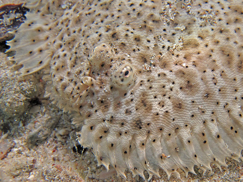 Moses-Seezunge (Pardachirus marmoratus), NGID1113057391