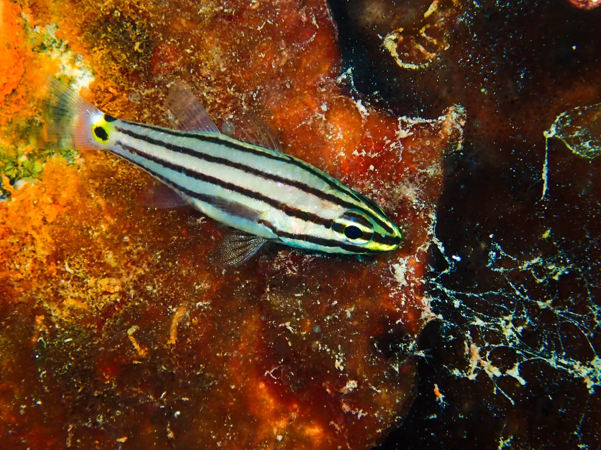 Twospot Cardinalfish