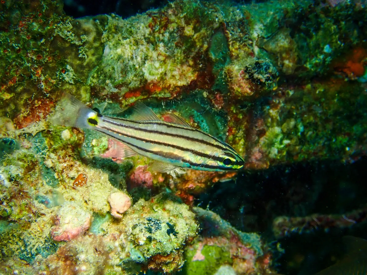 Twospot Cardinalfish