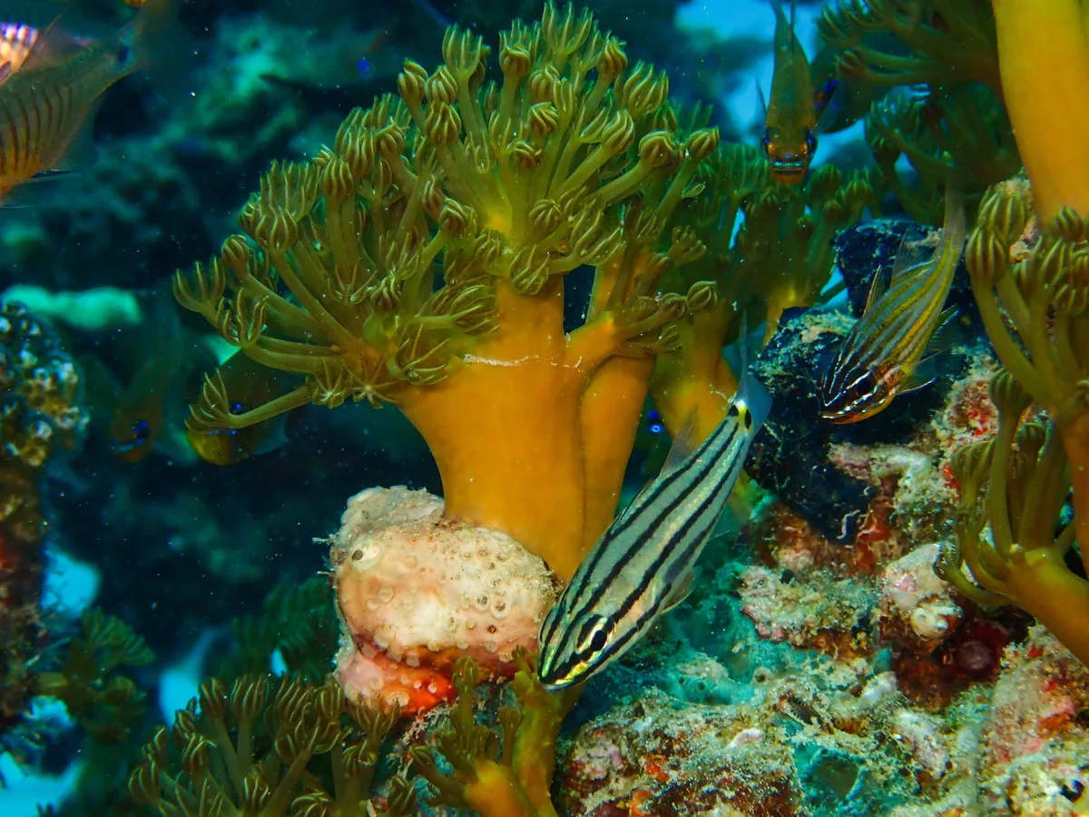 Twospot Cardinalfish
