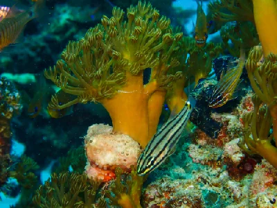 Twospot Cardinalfish
