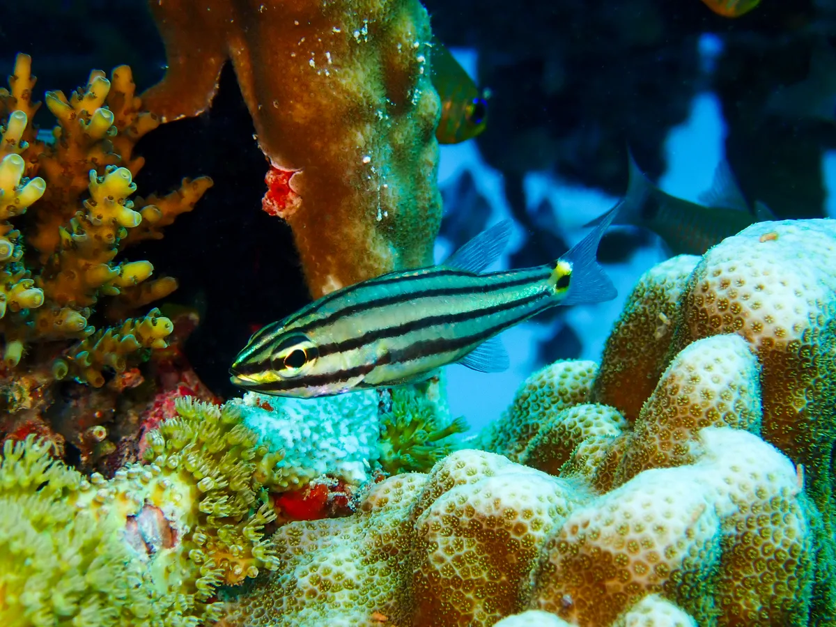 Twospot Cardinalfish