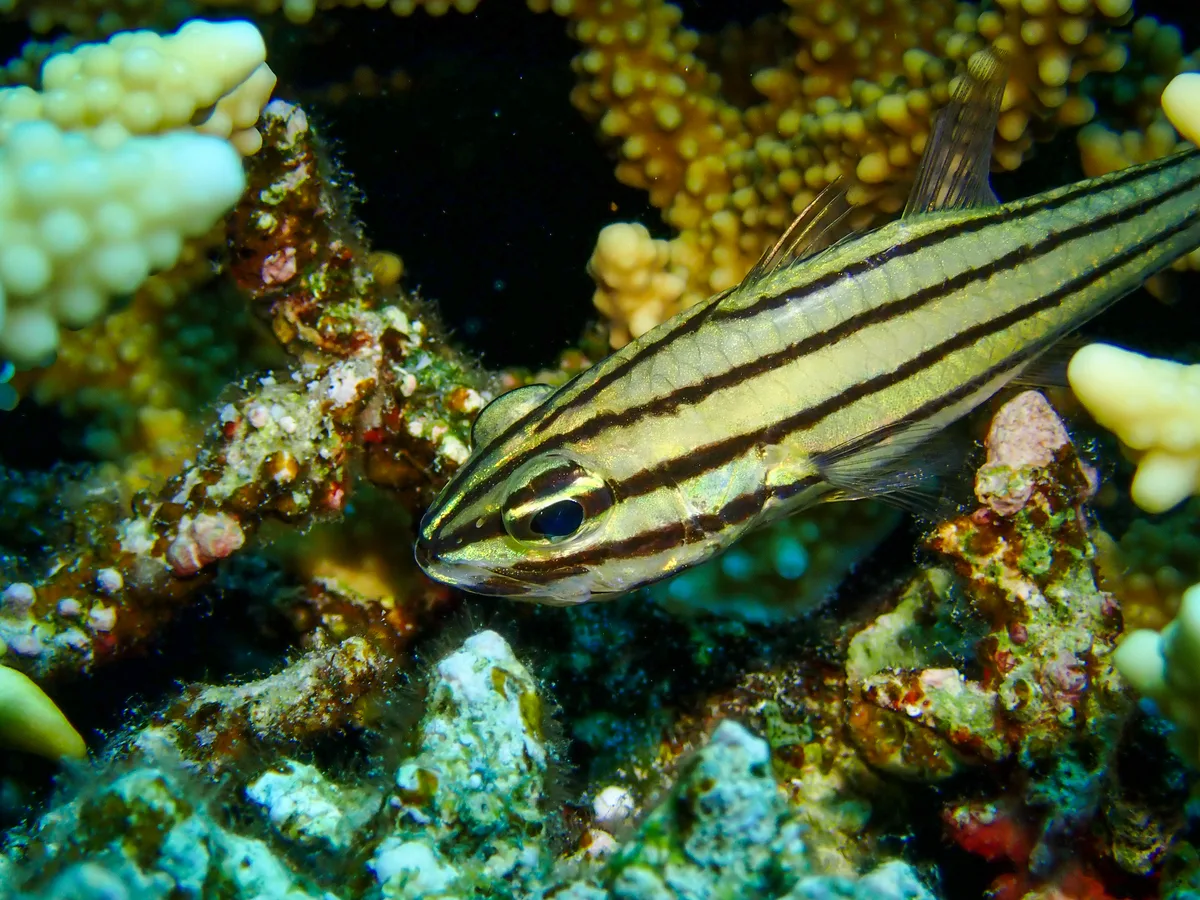 Five-lined Cardinalfish