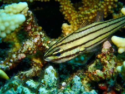 Five-lined Cardinalfish