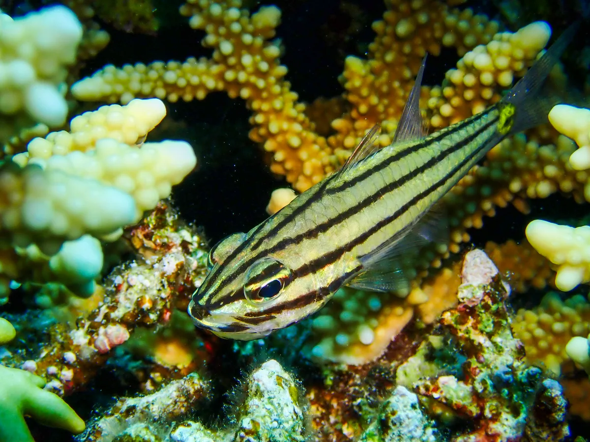 Five-lined Cardinalfish