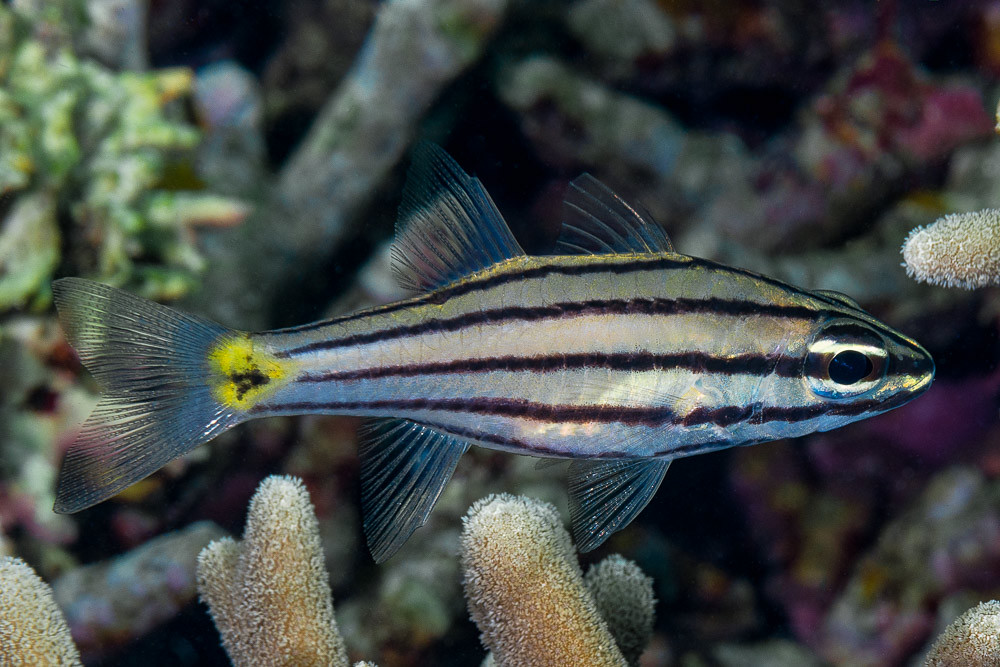 Fivelined cardinalfish - Cheilodipterus quinquelineatus
