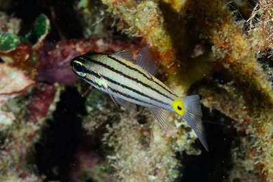 Cheilodipterus quinquelineatus