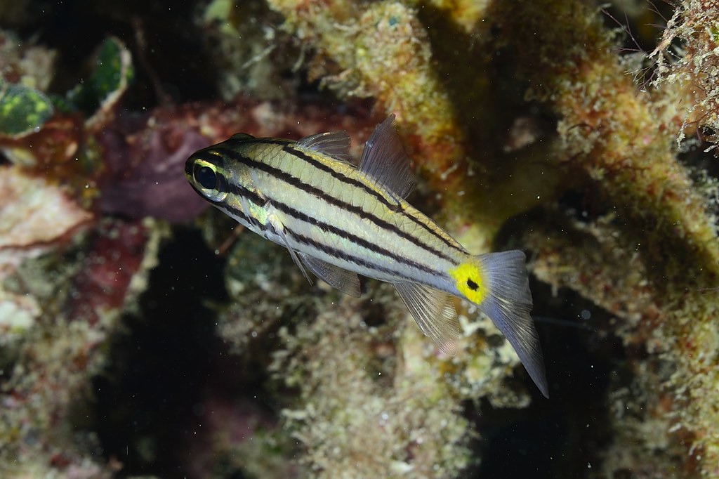 Cheilodipterus quinquelineatus