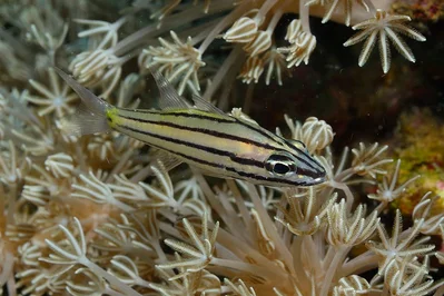 Cheilodipterus quinquelineatus