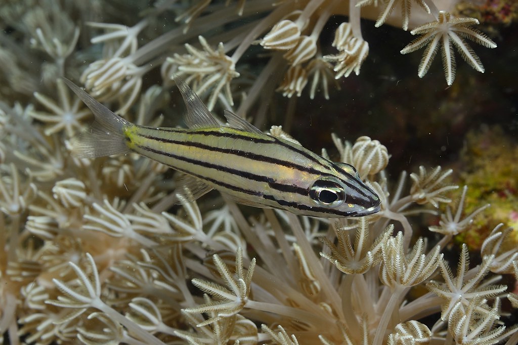 Cheilodipterus quinquelineatus