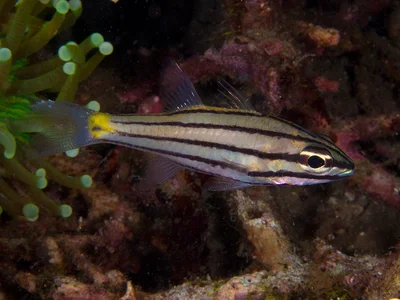 Cheilodipterus quinquelineatus