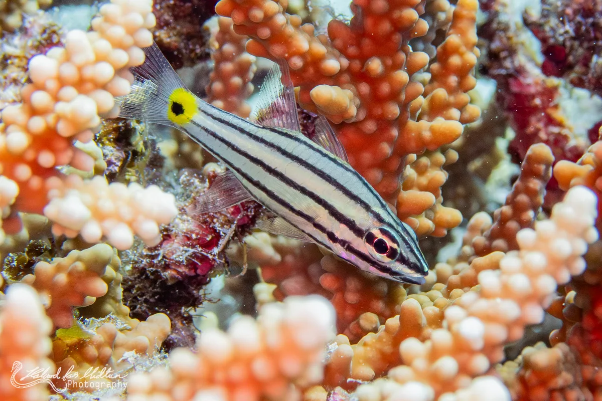 Cheilodipterus quinquelineatus (Fivelined Cardinalfish)