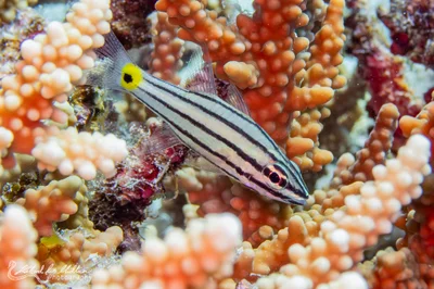 Cheilodipterus quinquelineatus (Fivelined Cardinalfish)