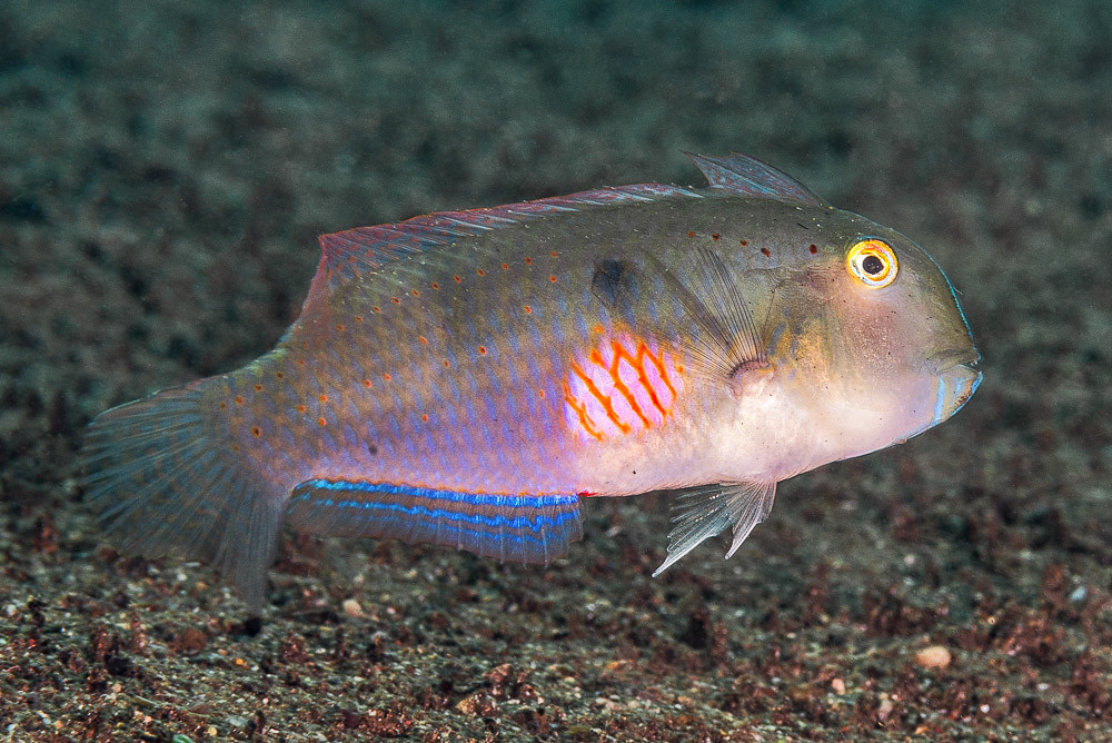 Fivefinger razorfish, terminal phase - Iniistius pentadactylus
