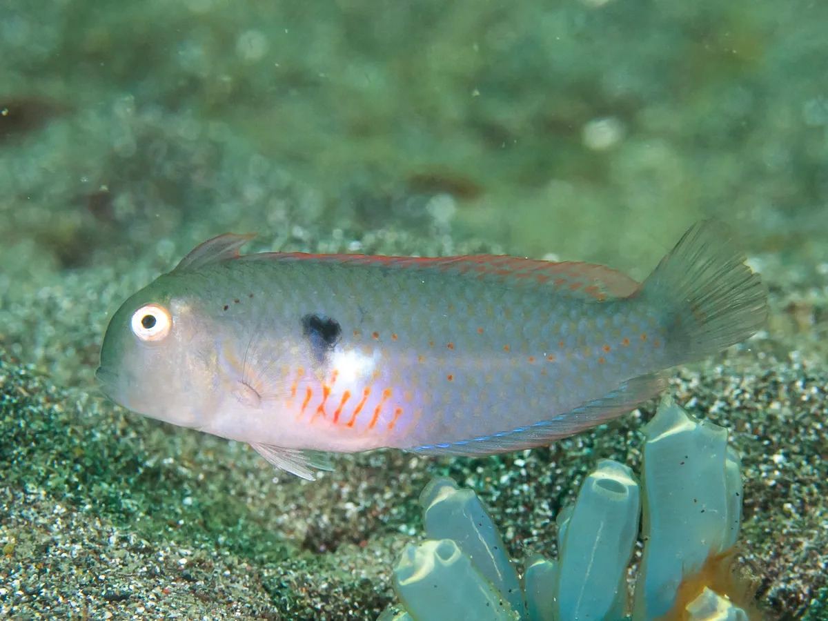 Fivefinger razorfish female (Iniistius pentadactylus)