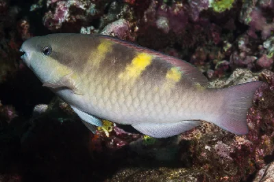 Fivesaddle Parrotfish