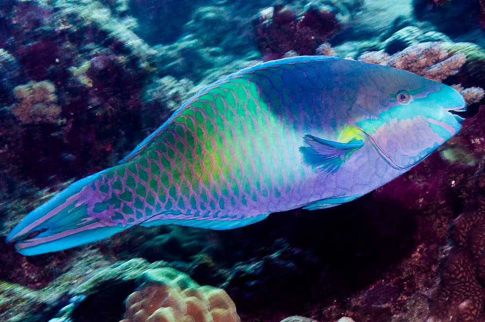 Fivesaddle Parrotfish, terminal phase - Scarus scaber