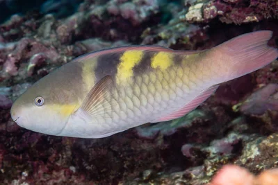 Fivesaddle Parrotfish, initial phase - Scarus scaber