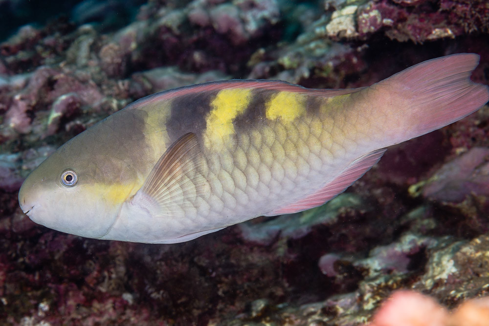 Fivesaddle Parrotfish, initial phase - Scarus scaber